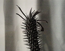Distel